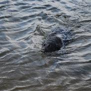 Labrador retriever Foxon Joodii