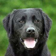 Labrador retriever Foxon Joodii