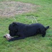 Labrador retriever Foxon Joodii