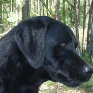 Labrador retriever Foxon Joodii
