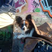 Papillon Rocky