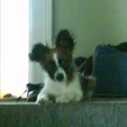 Papillon Rocky