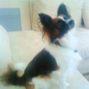 Papillon Rocky