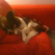 Papillon Rocky