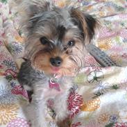 Yorkshire terrier Tinkerbell