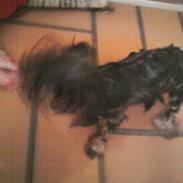 Yorkshire terrier Tinkerbell
