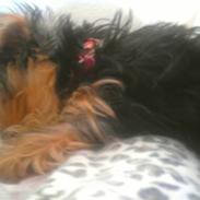 Yorkshire terrier Tinkerbell