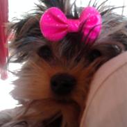Yorkshire terrier Tinkerbell