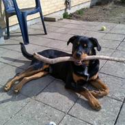 Rottweiler Gizmo