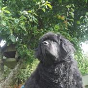 Newfoundlænder Buller (RIP):