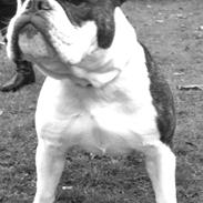 Olde english bulldogge Tago