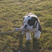 Olde english bulldogge Tago