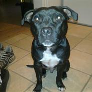 Staffordshire bull terrier SAMSON