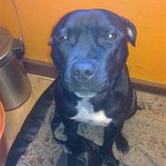 Staffordshire bull terrier SAMSON