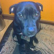 Staffordshire bull terrier SAMSON