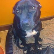 Staffordshire bull terrier SAMSON