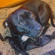 Staffordshire bull terrier SAMSON