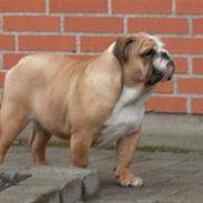 Engelsk bulldog Gunnar