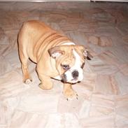 Engelsk bulldog Gunnar