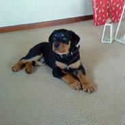 Rottweiler Tejs