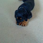 Rottweiler Tejs