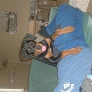 Rottweiler Tejs