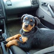 Rottweiler Tejs