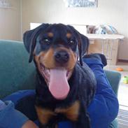 Rottweiler Tejs