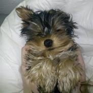 Yorkshire terrier Tinkerbell