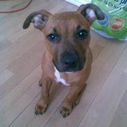 Amerikansk staffordshire terrier Mille