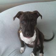 Blanding af racer diva