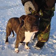 Blanding af racer diva