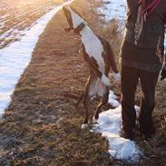 Blanding af racer diva