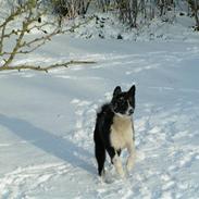 Karelsk bjørnehund tarzan