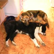 Karelsk bjørnehund tarzan