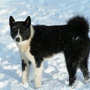 Karelsk bjørnehund tarzan