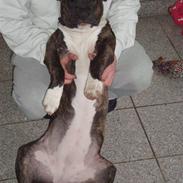 Blanding af racer diva