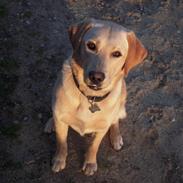 Labrador retriever Rusty