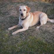 Labrador retriever Rusty