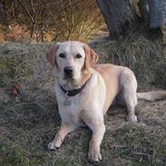 Labrador retriever Rusty