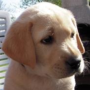 Labrador retriever Rusty