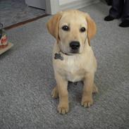 Labrador retriever Rusty