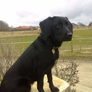 Blanding af racer pi