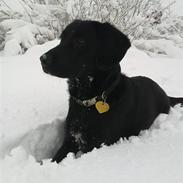 Blanding af racer pi