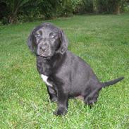 Blanding af racer pi