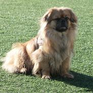 Tibetansk spaniel Hugo