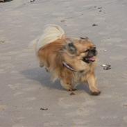 Tibetansk spaniel Hugo