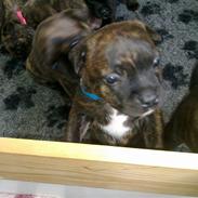 Staffordshire bull terrier Morgan Le Fay Balto/KENZO