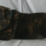 Staffordshire bull terrier Morgan Le Fay Balto/KENZO