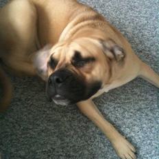 Blanding af racer Bella Eng.Bulldog/Mastiff